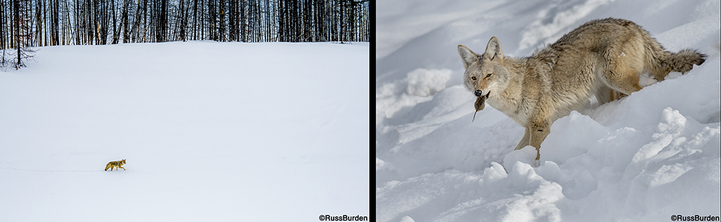 Environmental Vs. Portrait Photography