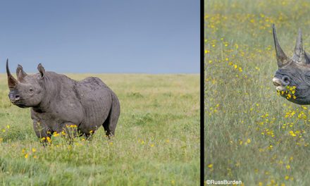 Environmental Vs. Portrait Photography