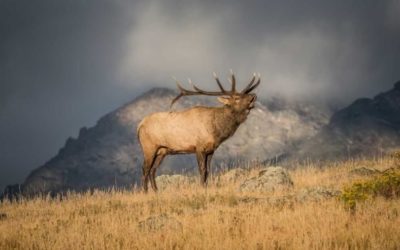 Facts About Elk: 8 Impressive Things You May Not Know