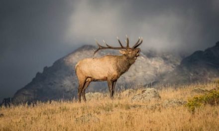 Facts About Elk: 8 Impressive Things You May Not Know