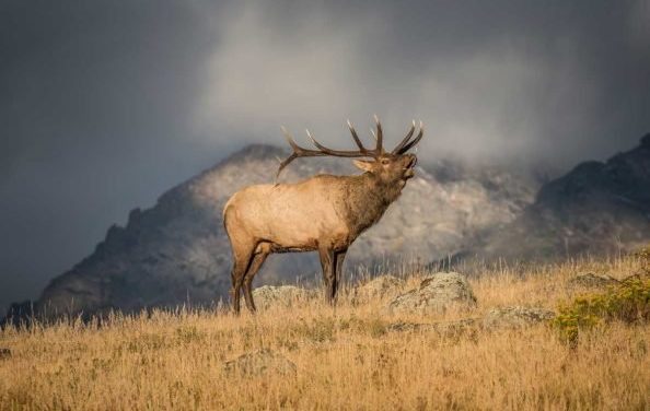 Facts About Elk: 8 Impressive Things You May Not Know