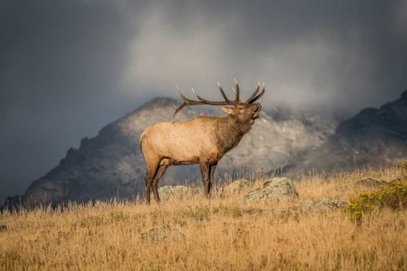 Facts About Elk: 8 Impressive Things You May Not Know