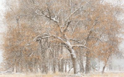 First Snowfalls Assignment Winner Beth Baker