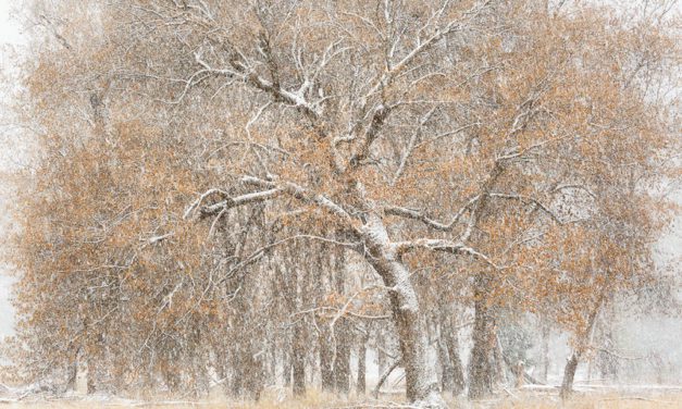 First Snowfalls Assignment Winner Beth Baker