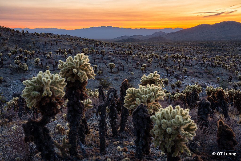 Photograph of Bigelow Cholla Garden.