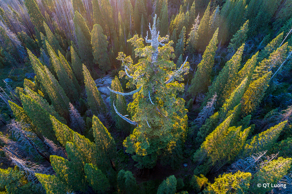 Photograph of Boole Tree at Giant Sequoia National Monument