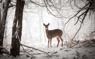 How a Harsh Winter Can Affect Deer Herd Health for Years to Come