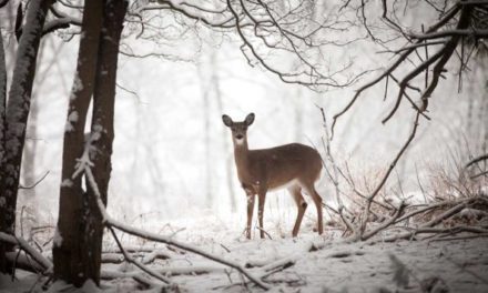 How a Harsh Winter Can Affect Deer Herd Health for Years to Come