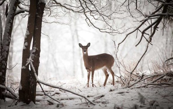 How a Harsh Winter Can Affect Deer Herd Health for Years to Come