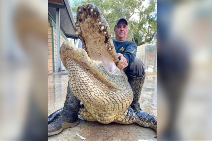 Hunter holding a big alligator.