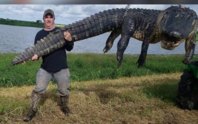 Hunter Bags Monstrous, 13-Foot, 900-Pound Cow-Killing Alligator in Florida