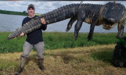 Hunter Bags Monstrous, 13-Foot, 900-Pound Cow-Killing Alligator in Florida