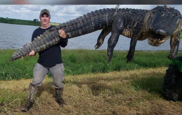 Hunter Bags Monstrous, 13-Foot, 900-Pound Cow-Killing Alligator in Florida