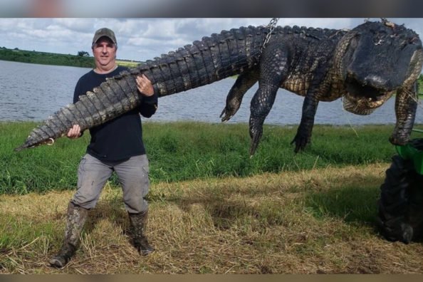 Hunter Bags Monstrous, 13-Foot, 900-Pound Cow-Killing Alligator in Florida