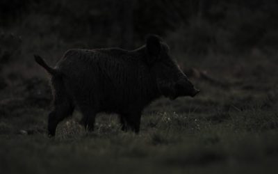 Hunting Hogs at Night: The Gear to Get and the Strategy to Employ