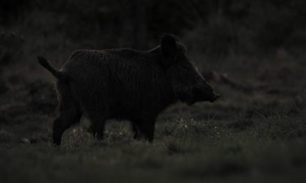 Hunting Hogs at Night: The Gear to Get and the Strategy to Employ