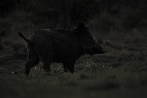 Hunting Hogs at Night: The Gear to Get and the Strategy to Employ