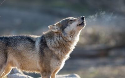 Judge Restores Federal Protections for Gray Wolf in 44 States