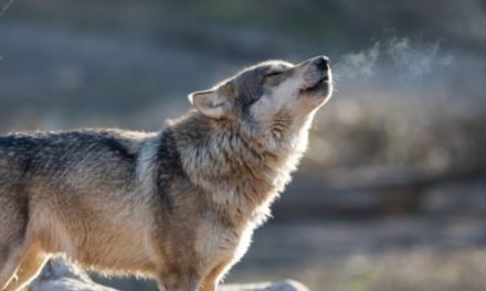 Judge Restores Federal Protections for Gray Wolf in 44 States