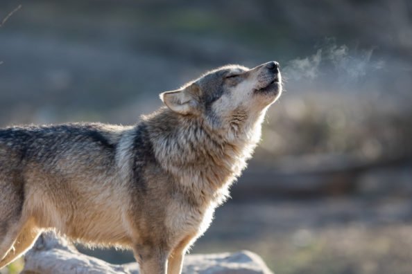 A gray wolf standing on a rock, howling.