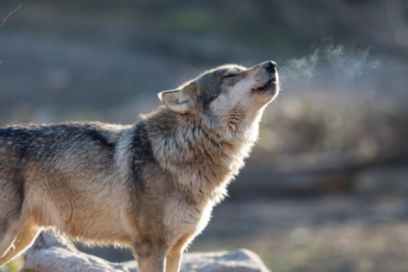 Judge Restores Federal Protections for Gray Wolf in 44 States