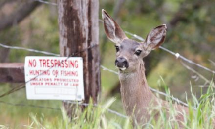Key Things To Consider When Posting Your Hunting Land Against Trespassers
