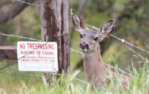 Key Things To Consider When Posting Your Hunting Land Against Trespassers