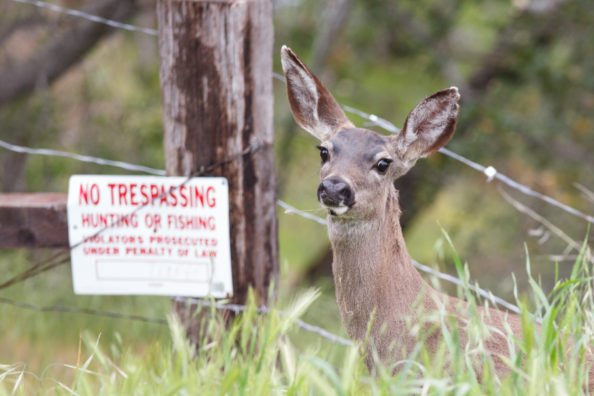 Key Things To Consider When Posting Your Hunting Land Against Trespassers
