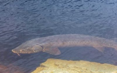 Lake Sturgeon: Species Profile of the Ancient Bottom Feeder