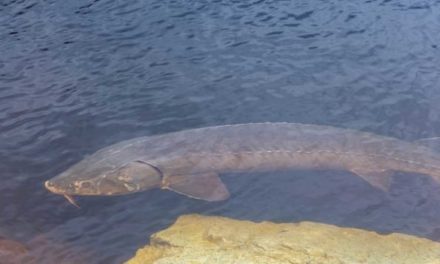 Lake Sturgeon: Species Profile of the Ancient Bottom Feeder