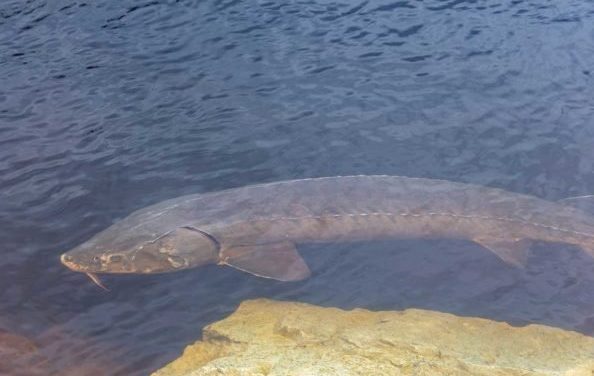 Lake Sturgeon: Species Profile of the Ancient Bottom Feeder