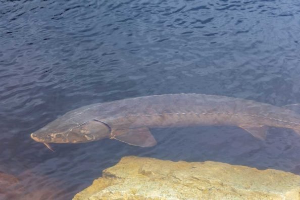 Lake Sturgeon: Species Profile of the Ancient Bottom Feeder