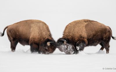 Last Frame: Young Bison Bulls Spar
