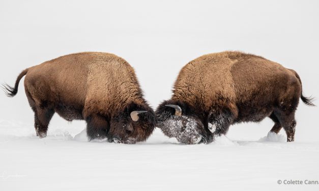 Last Frame: Young Bison Bulls Spar