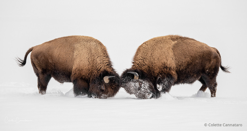 Last Frame: Young Bison Bulls Spar