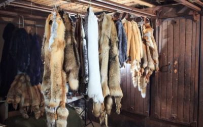 More Women Should Get Into Fur Trapping