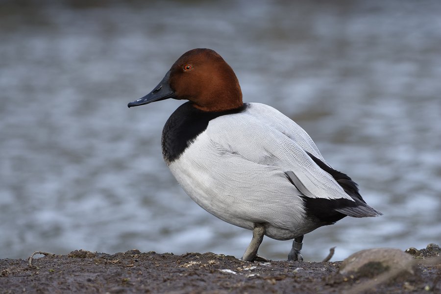 Most Popular Duck Species