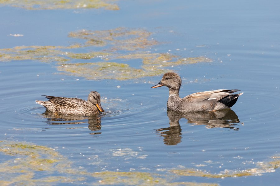 Most Popular Duck Spieces