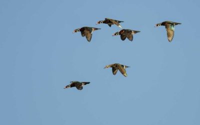 Most Popular Duck Species: Ranking Them in Order of Hunter Preference