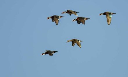 Most Popular Duck Species: Ranking Them in Order of Hunter Preference