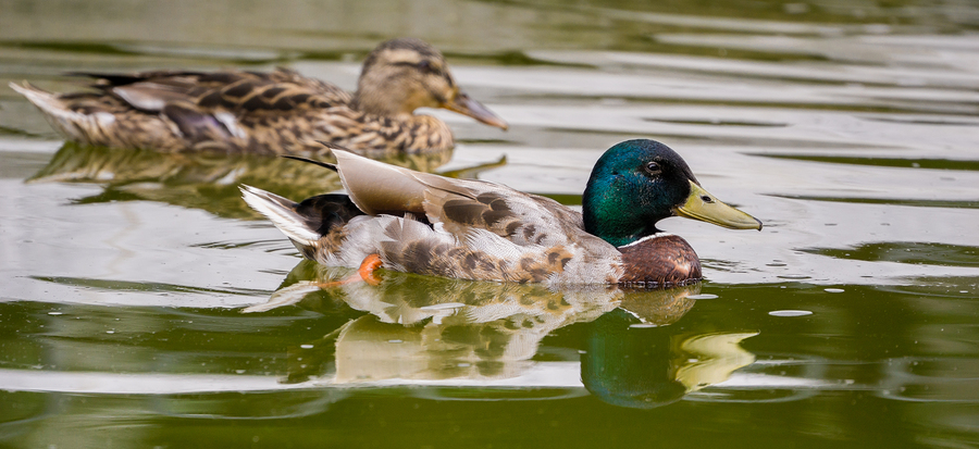 Most Popular Duck Species