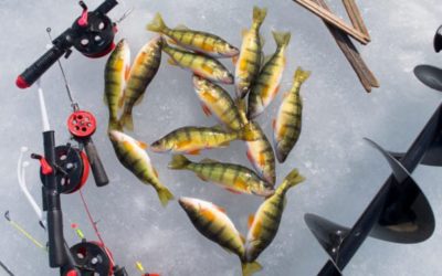 Perch Ice Fishing: How to Catch Jumbos During the Coldest Time of Year