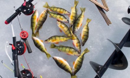 Perch Ice Fishing: How to Catch Jumbos During the Coldest Time of Year