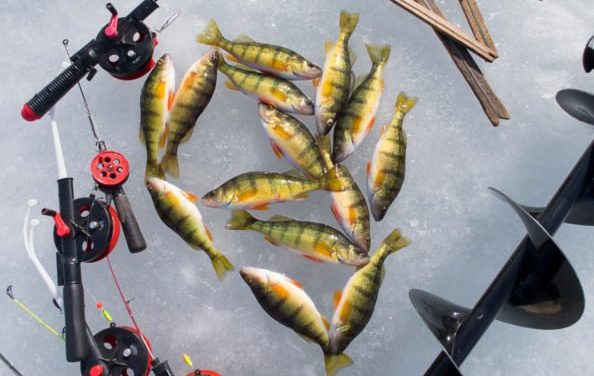 Perch Ice Fishing: How to Catch Jumbos During the Coldest Time of Year