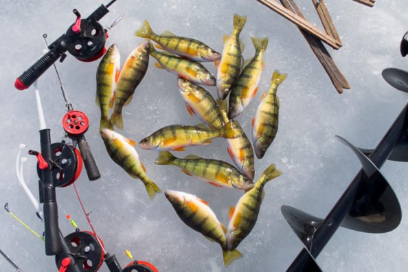 Perch Ice Fishing: How to Catch Jumbos During the Coldest Time of Year