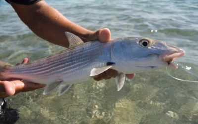 Pharmaceutical Contaminants in Florida Bonefish Discovered During Study