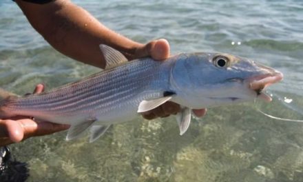 Pharmaceutical Contaminants in Florida Bonefish Discovered During Study