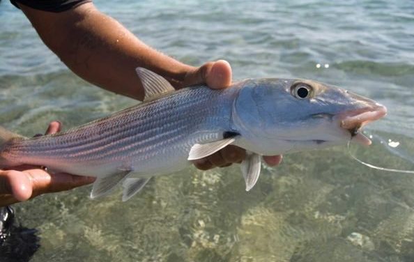 Pharmaceutical Contaminants in Florida Bonefish Discovered During Study