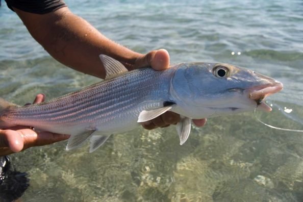 Pharmaceutical Contaminants in Florida Bonefish Discovered During Study