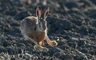 Picking the Right Gear, Strategy for Rabbit Hunting